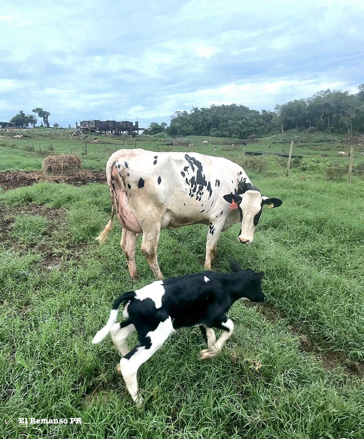 ALIMENTO PARA BOVINO PRODUCTOR DE LECHE