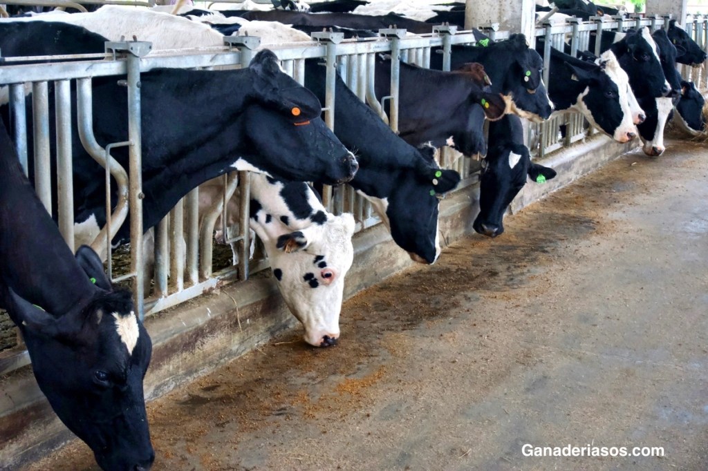 ¿HAS HECHO UNA AUDITORÍA GENÉTICA DE&nbsp;REBAÑOS?