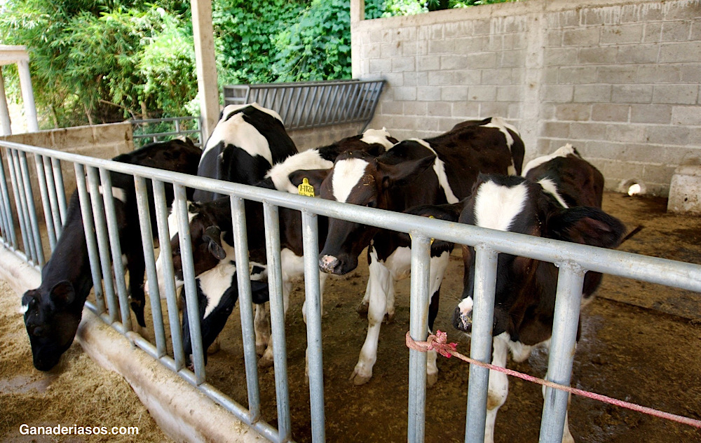 LA IMPORTANCIA DE LOS BETA-GLUCANOS PURIFICADOS EN LA ALIMENTACIÓN&nbsp;ANIMAL