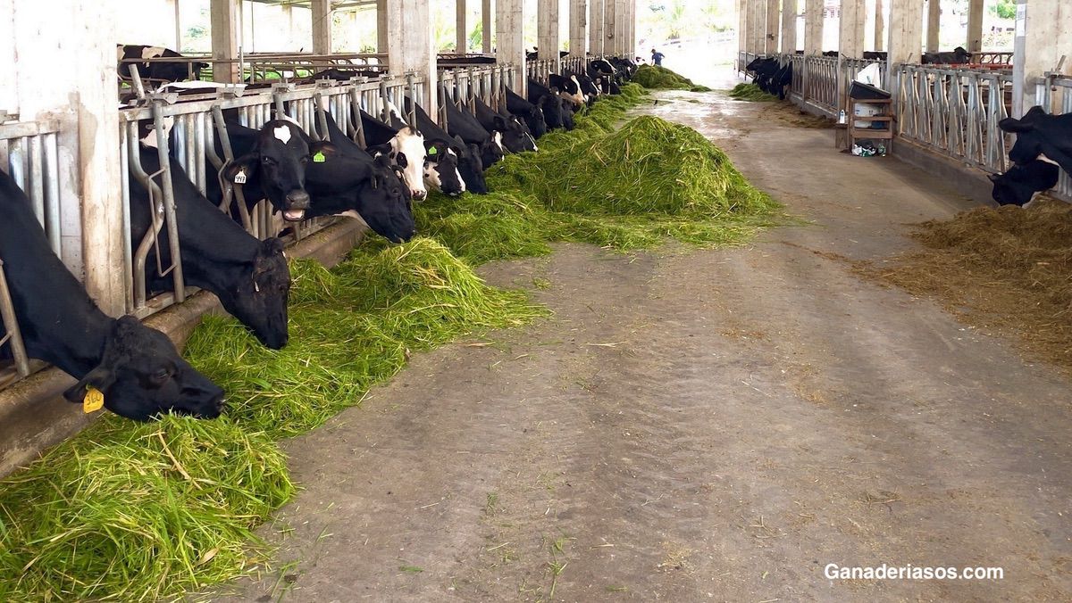 NUTRICIÓN Y MANEJO DE LA VACA DE LECHE ORIENTADOS A LA MEJORA DE LOS RESULTADOS REPRODUCTIVOS
