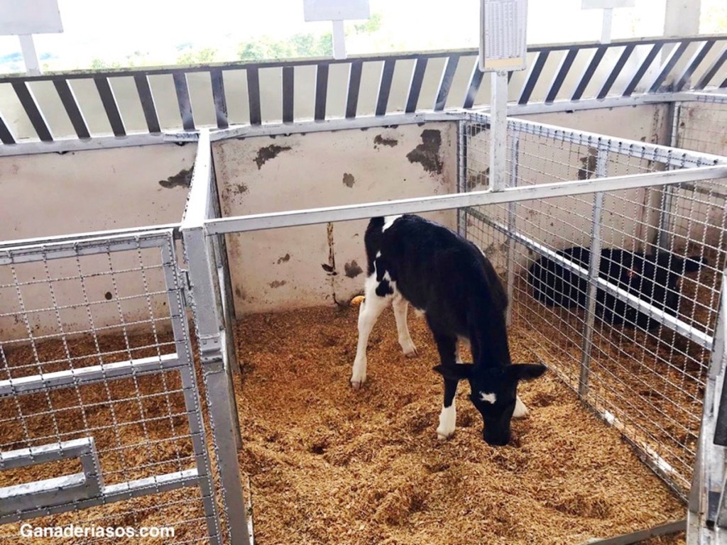 LAS CLAVES DE LA RECRÍA DE TERNERAS, UNA DE LAS MEJORES INVERSIONES PARA MULTIPLICAR LA&nbsp;RENTABILIDAD