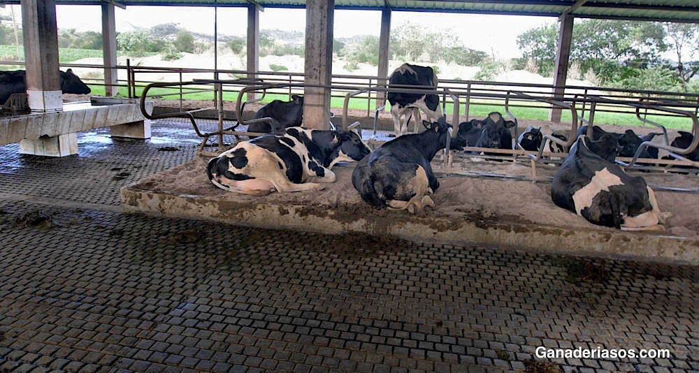 UTILIZACION DE ADITIVOS EN GANADO VACUNO EN&nbsp;EEUU