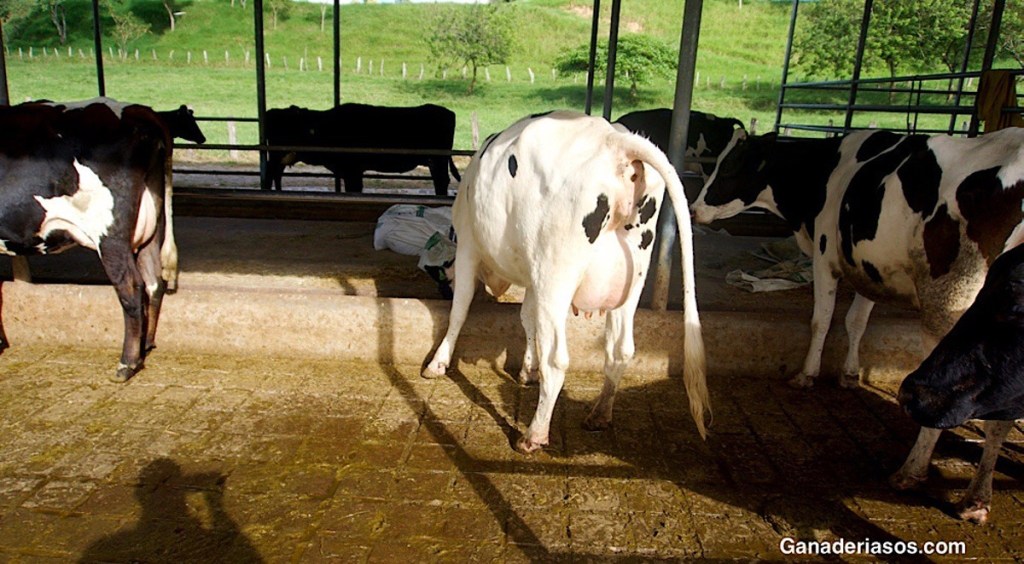 REFORZAR EL SISTEMA INMUNITARIO DE LA VACA, VÍA PARA LOGRAR UN POSPARTO SIN ANTIBIÓTICOS