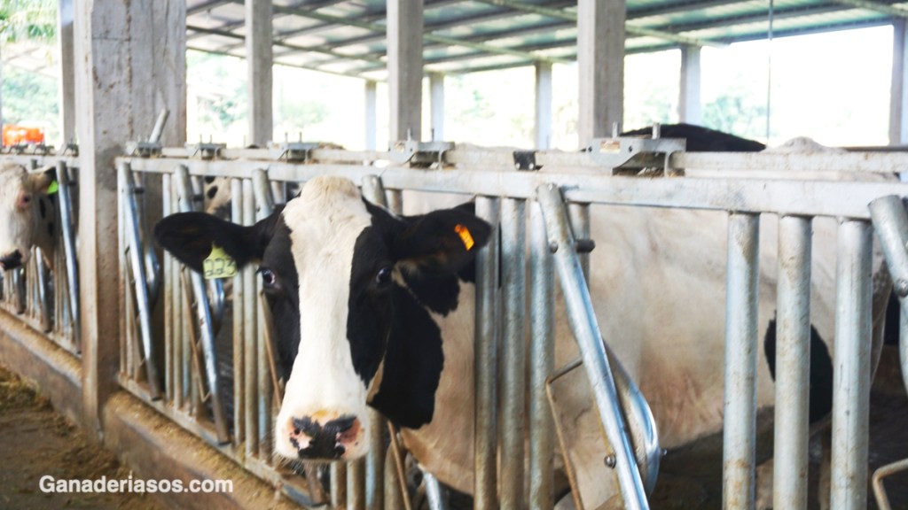 LA IMPORTANCIA DE LLEVAR A CABO UN ADECUADO BALANCE FORRAJERO EN EL&nbsp;PREDIO