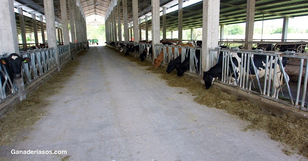 GRANO HÚMEDO Y PASTONE: DOS ALTERNATIVAS PARA ABARATAR LA ALIMENTACIÓN DEL&nbsp;GANADO