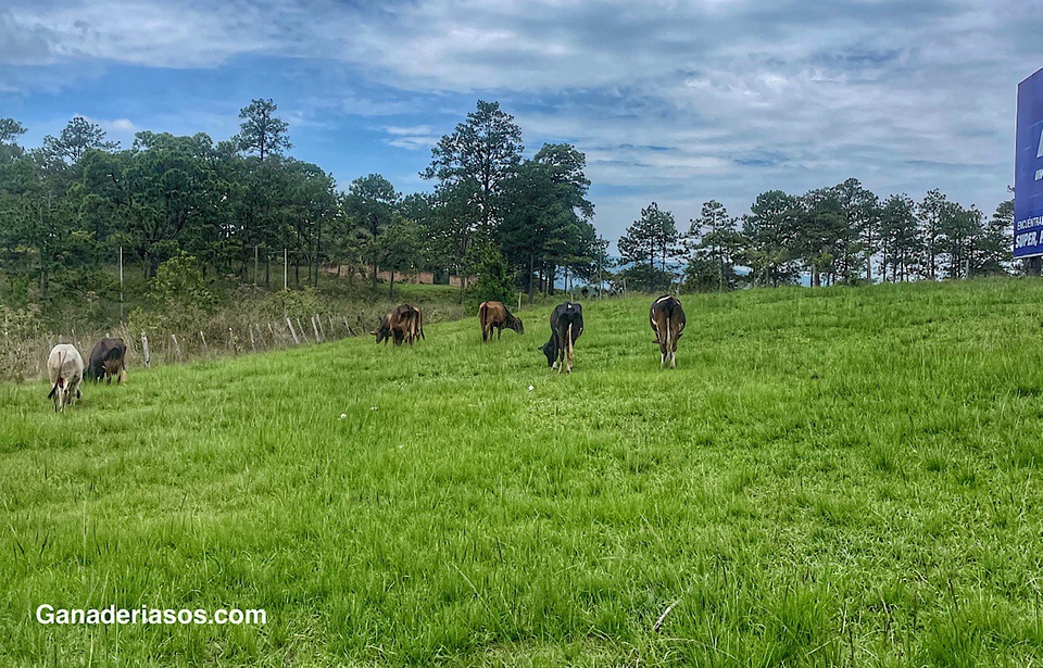 PRODUZCA BECERROS CRUZADOS CON RAZAS PARA CARNE; REFUERCE LA GENÉTICA LECHERA DEL HATO, Y ELEVE LA RENTABILIDAD DE SU EMPRESA