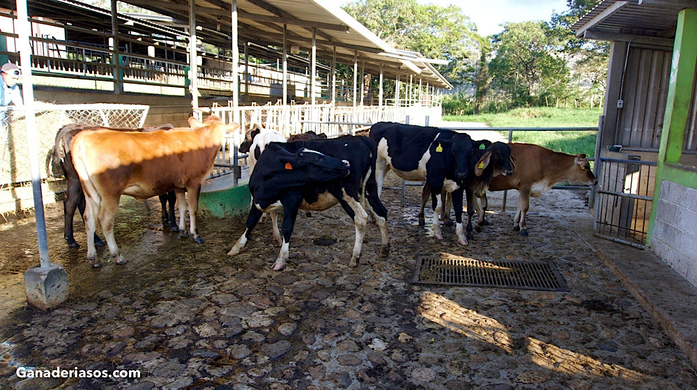 ¿CUÁL ES LA IMPORTANCIA DE LA TRANSICIÓN EN LAS BECERRAS LECHERAS DESDE EL DESTETE HASTA LOS 6 MESES DE&nbsp;EDAD?