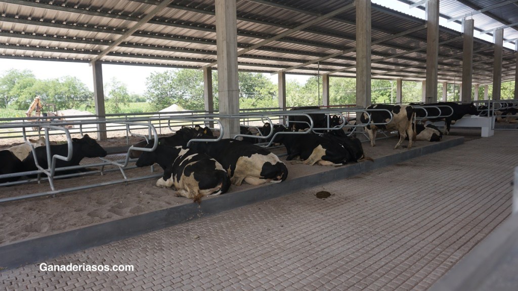 EFECTO DE DIFERENTES FUENTES DE PROTEÍNA VEGETAL SOBRE PRODUCCIÓN Y COMPOSICIÓN DE LECHE EN VACAS&nbsp;HOLSTEIN