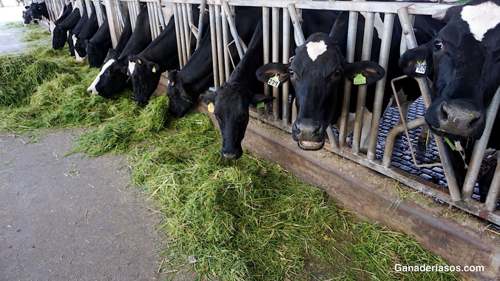 ALTA COLABORA EN UN NUEVO ESTUDIO QUE BUSCA CREAR LA “MEDIDA DE LA VACA&nbsp;FELIZ”