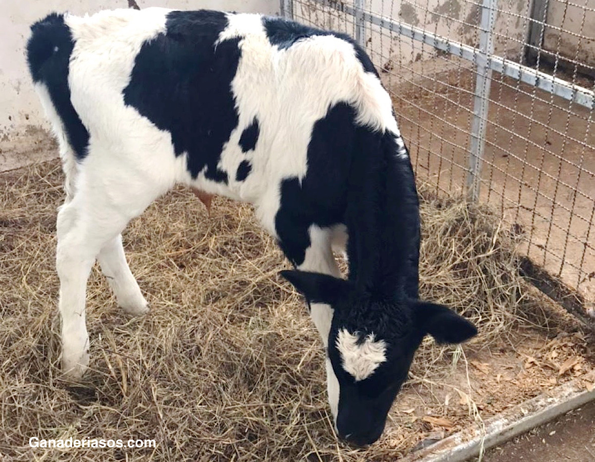 TERNERAS LECHERAS: UN COMIENZO RÁPIDO PARA UNA MAYOR RENTABILIDAD DE POR VIDA