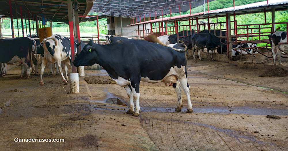 NUEVAS EVIDENCIAS SOBRE LA RELACIÓN ENTRE LA DPR Y LA EFICIENCIA REPRODUCTIVA EN NOVILLAS Y VACAS HOLSTEIN