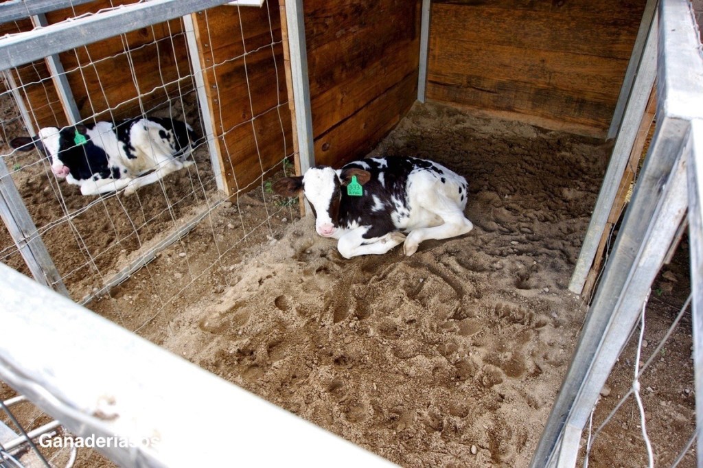 COCCIDIOSIS DE LOS&nbsp;BOVINOS