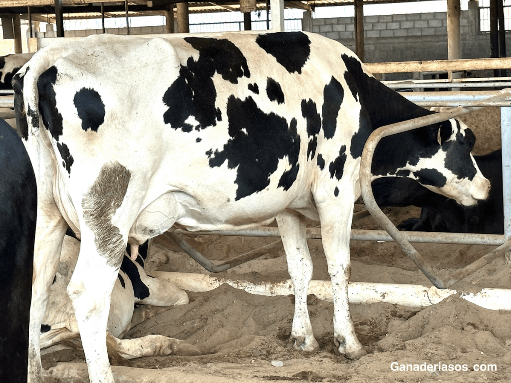 MANTENER UN CONTROL SOBRE EL RIESGO DE CETOSIS DURANTE LA&nbsp;TRANSICIÓN