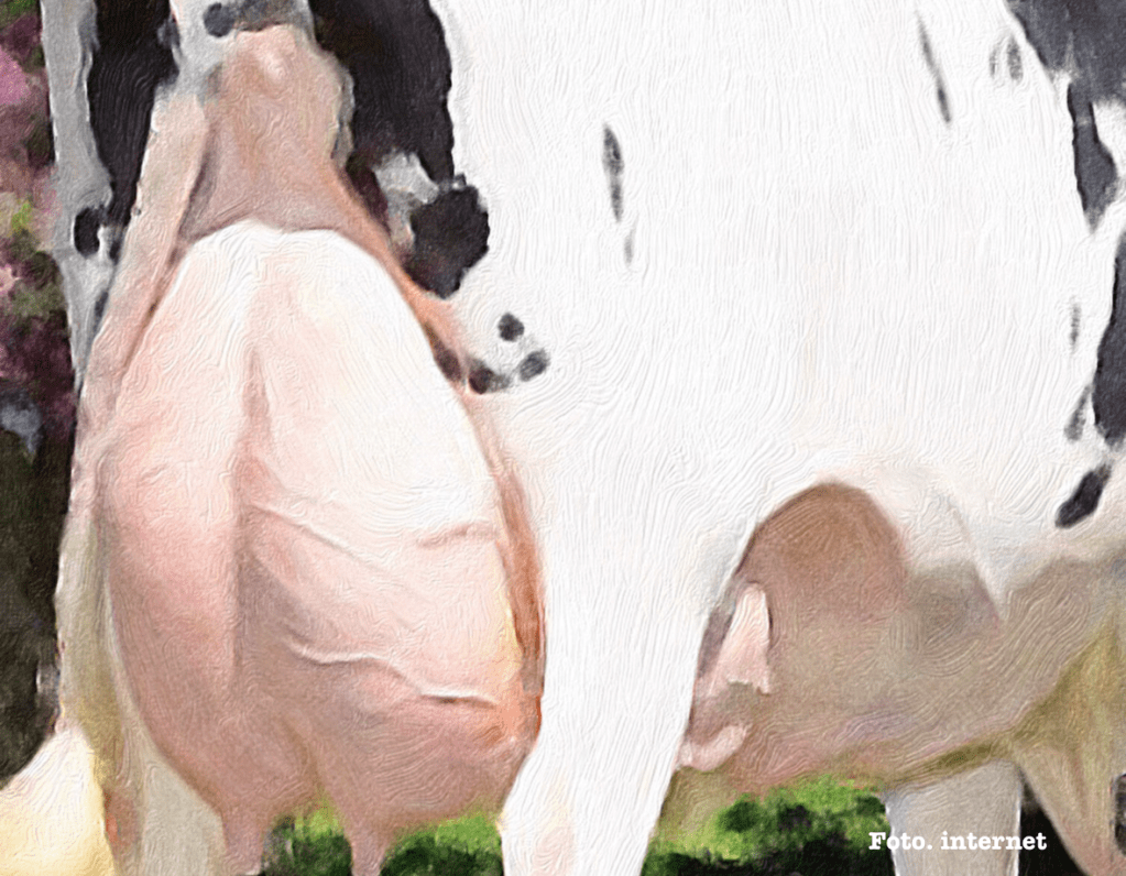 EL MAL LLAMADO LIGAMENTO MEDIO DE LA&nbsp;UBRE