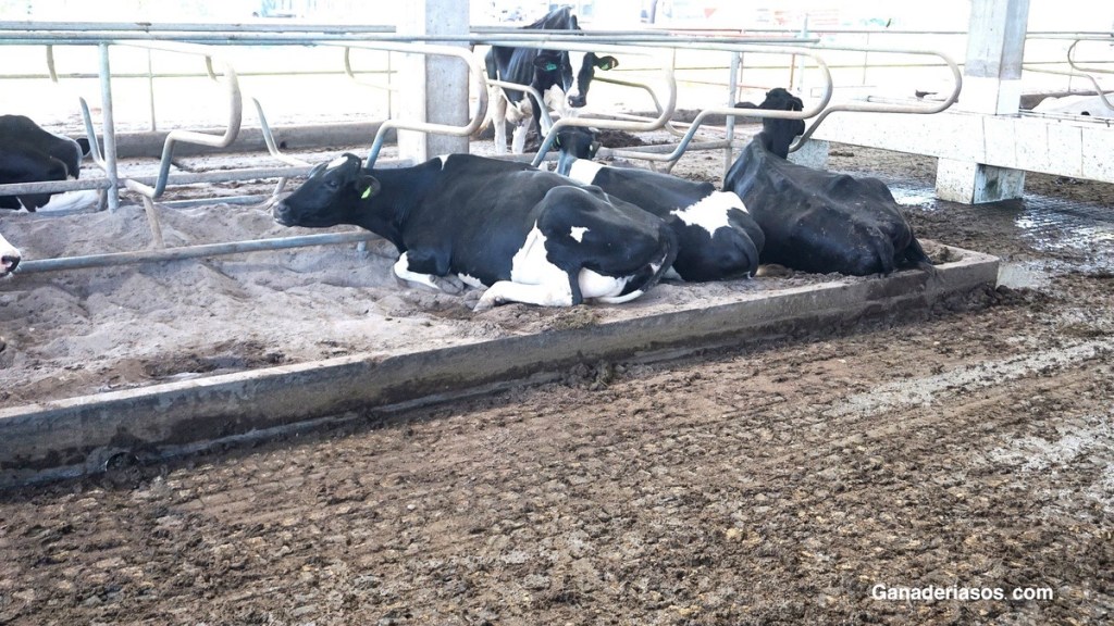 IDENTIFICAR VACAS LECHERAS LACTANDO CON&nbsp;METRITIS