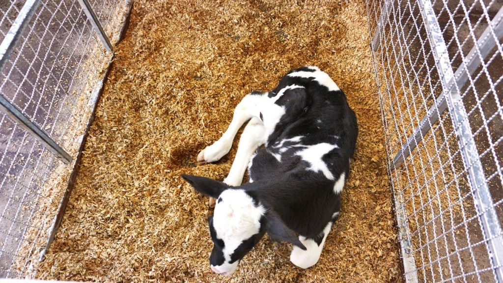 PUNTOS CLAVES EN LA RECRÍA DE&nbsp;NOVILLAS