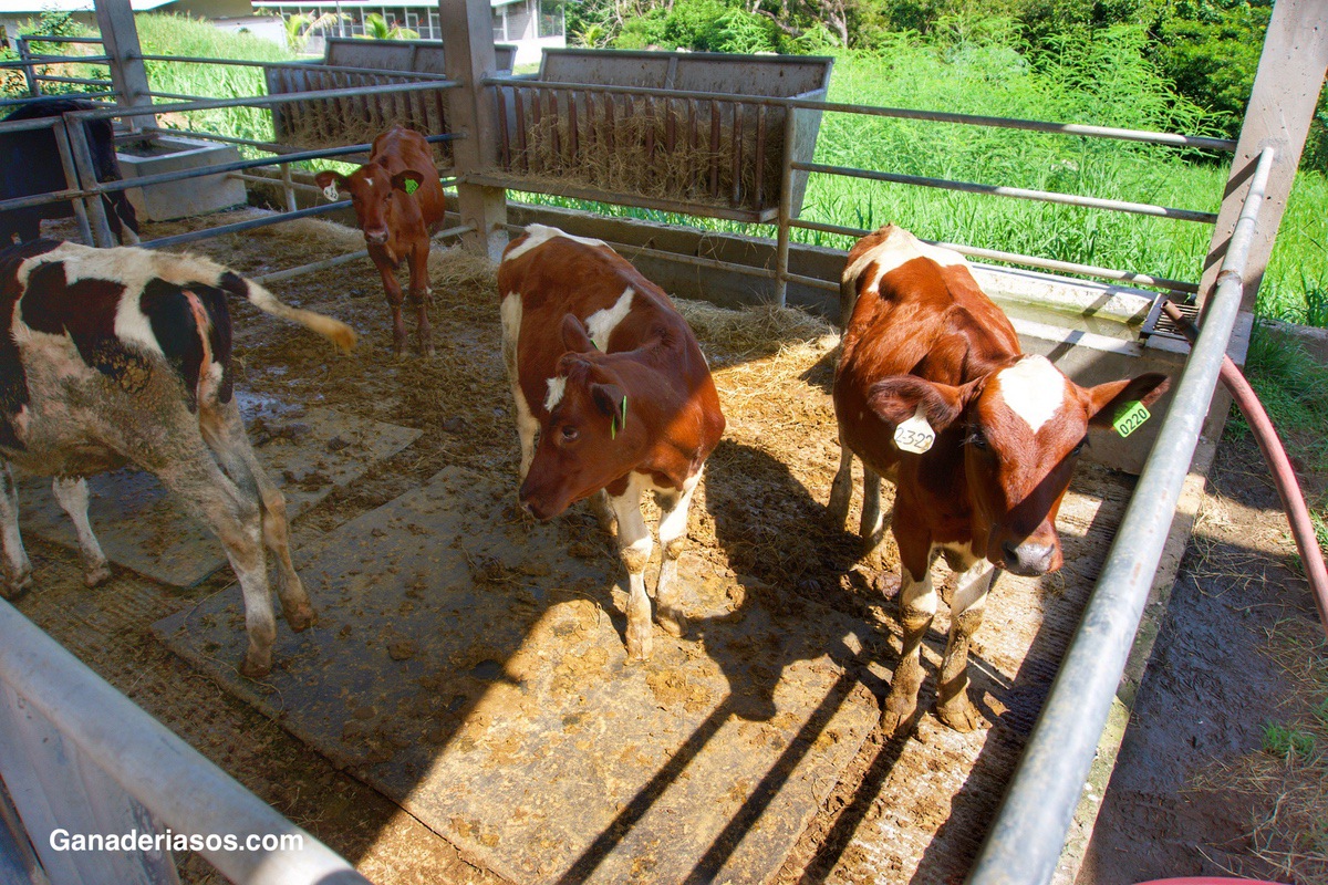 IMPORTANCIA ECONOMICA DE LA REPRODUCCIÓN EN EL GANADO LECHERO