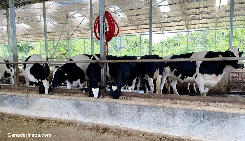 GANADERÍA DE PRECISIÓN: APLICACIONES PRÁCTICAS DE LA MINERÍA DE DATOS PARA DETERMINAR PERIODOS DE ESPERA VOLUNTARIOS EN ESTABLOS LECHEROS&nbsp;TECNIFICADOS