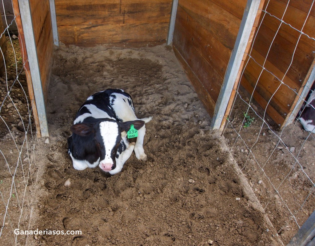 EL PRIMER DÍA DE LA TERNERA, EL MÁS&nbsp;IMPORTANTE