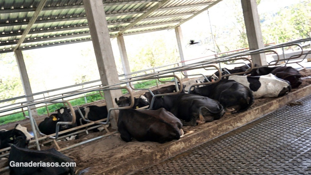 ¿ES LA ARENA LA MEJOR CAMA PARA EL GANADO VACUNO? ALTERNATIVAS PARA EL DESCANSO DE LAS&nbsp;VACAS