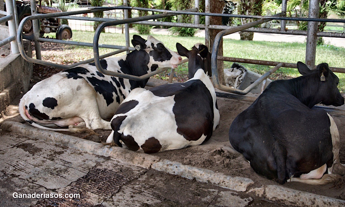 ¿ LA SALUD DEL HÍGADO ES UN REQUISITO PREVIO PARA RESOLVER LA CETOSIS DE LAS VACAS LECHERAS?