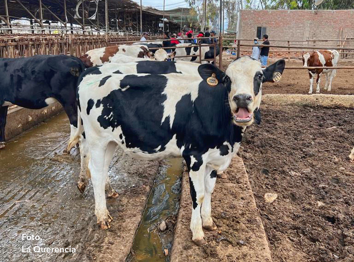 ¿QUÉ USAR Y QUÉ NO EN LAS GANADERÍAS DE VACUNO DE LECHE PARA MEJORAR LA GENÉTICA DEL REBAÑO?
