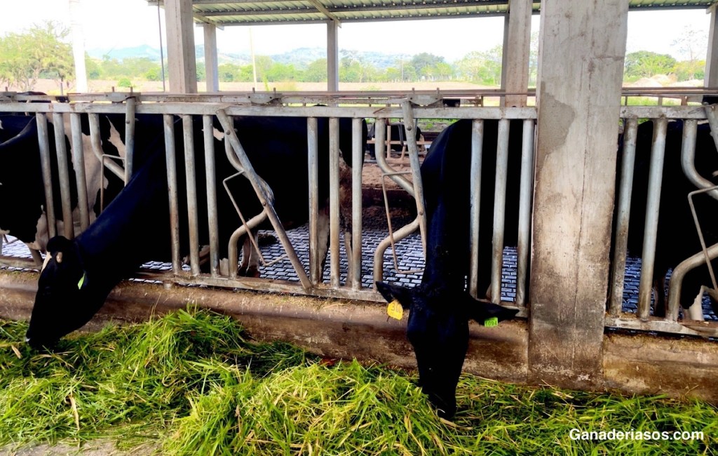 ¿SABES LO QUE TE DICEN TUS&nbsp;VACAS?