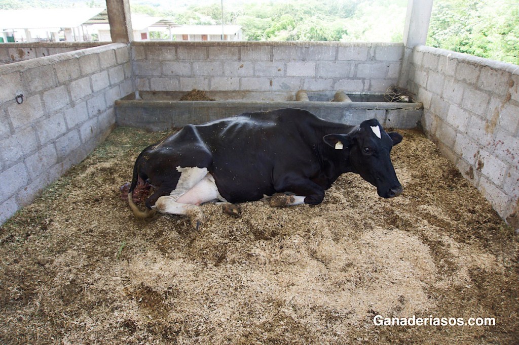VACAS SUCIAS, EL PROBLEMA DE LA&nbsp;ENDOMETRITIS