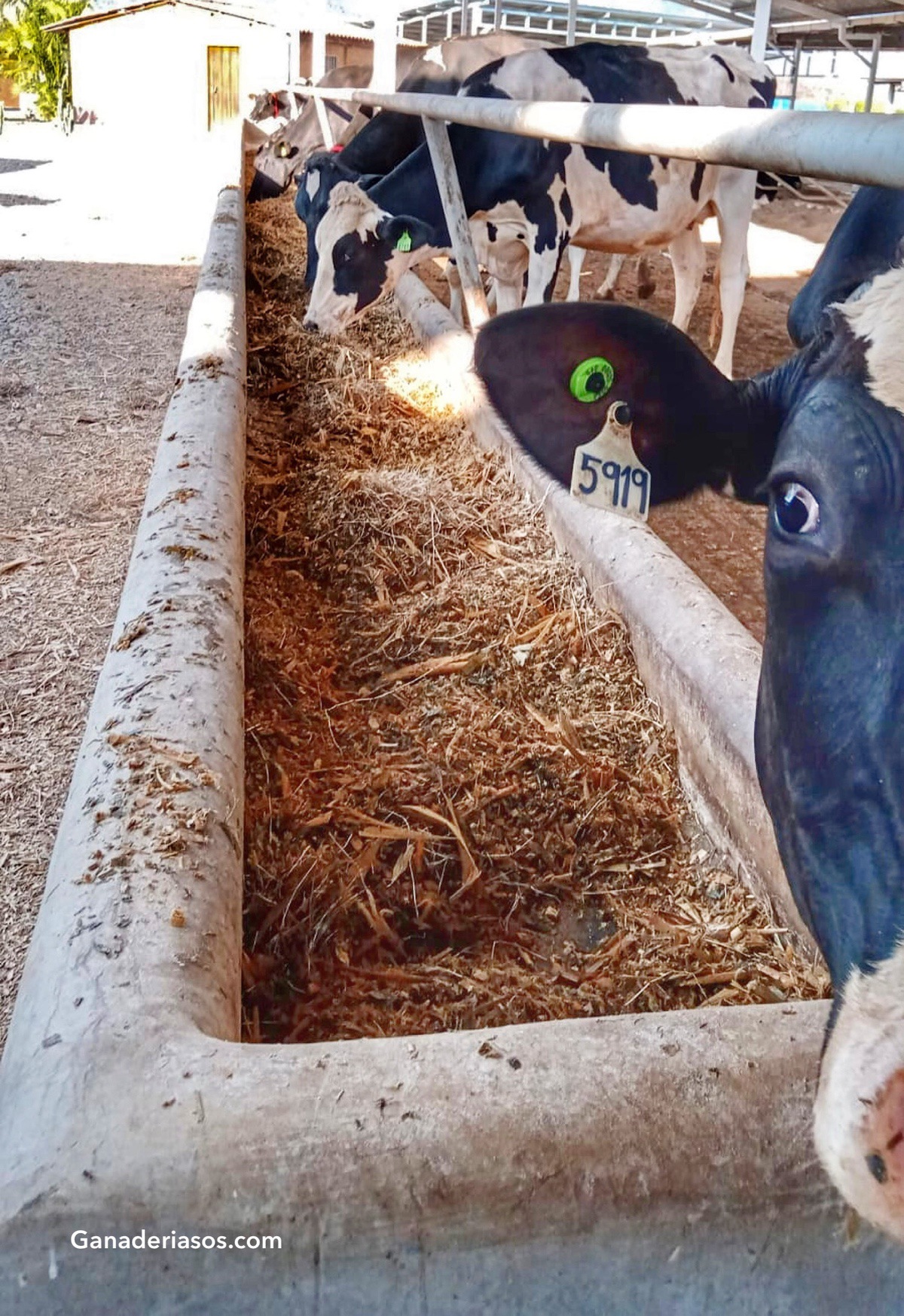 ¿CÓMO CONSEGUIR QUE LA ALIMENTACIÓN DE LAS VACAS EN TRANSICIÓN DEJE DE SER UN COSTE Y SE CONVIERTA EN UNA INVERSIÓN?