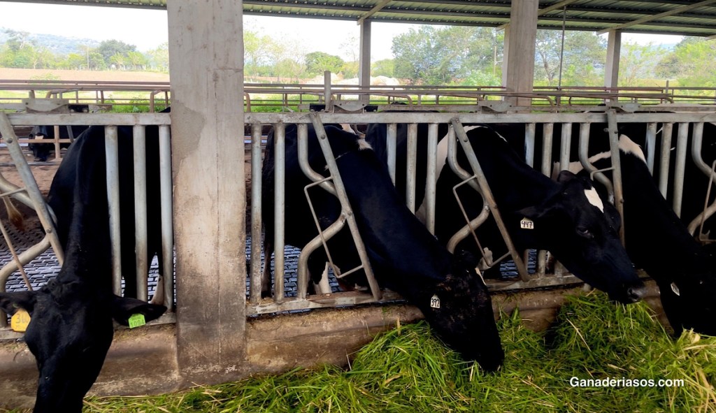 BACTERIÓFAGOS, ALTERNATIVA DE FUTURO EN EL CONTROL DE&nbsp;MAMITIS