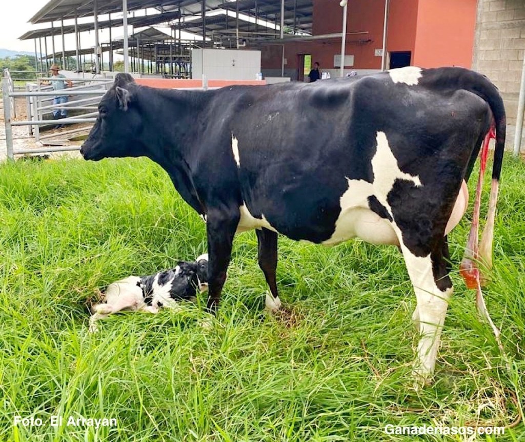 DESCRIPCIÓN Y EVALUACIÓN DEL MANEJO EN EL PARTO&nbsp;LECHERO