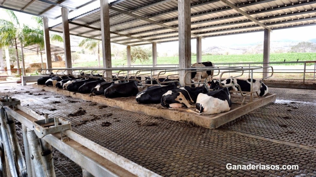 “VACA REPETIDORA”: PATOLOGÍA EMERGENTE CON NUEVAS&nbsp;ESTRATEGIAS