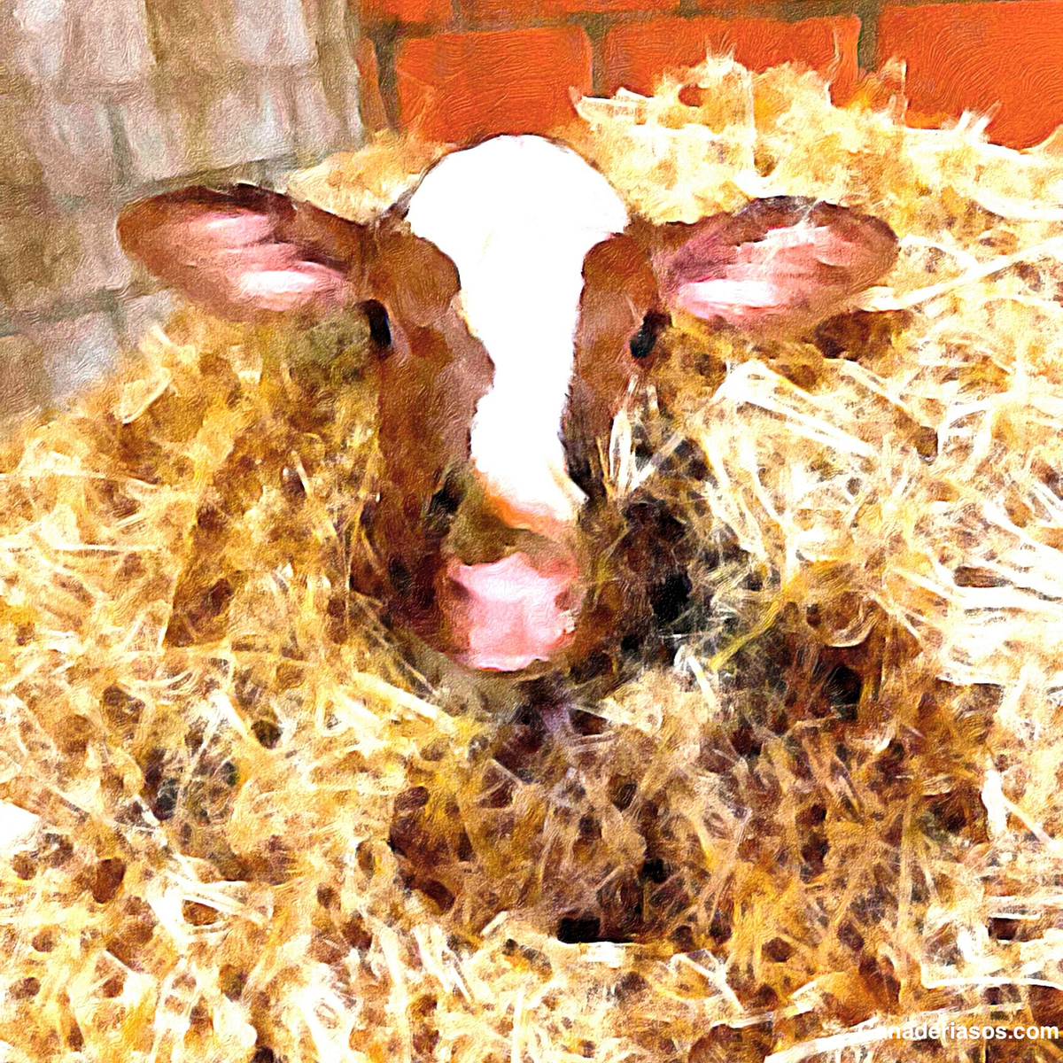 MÁS LECHE PODRÍA SIGNIFICAR UNA RECUPERACIÓN MÁS RÁPIDA PARA LOS TERNEROS JÓVENES