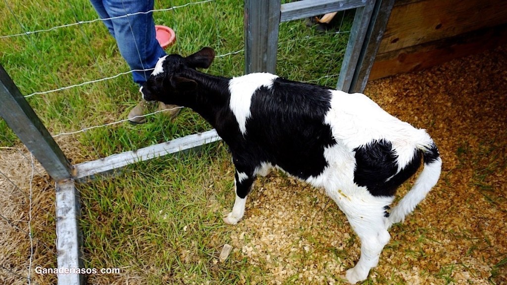 IDENTIFICANDO ÁREAS DE MEJORA PARA LA CRIANZA DE BECERRAS Y VAQUILLAS DE REEMPLAZO MEDIANTE EL EMPLEO DEL SISTEMA DE&nbsp;PROCESOS