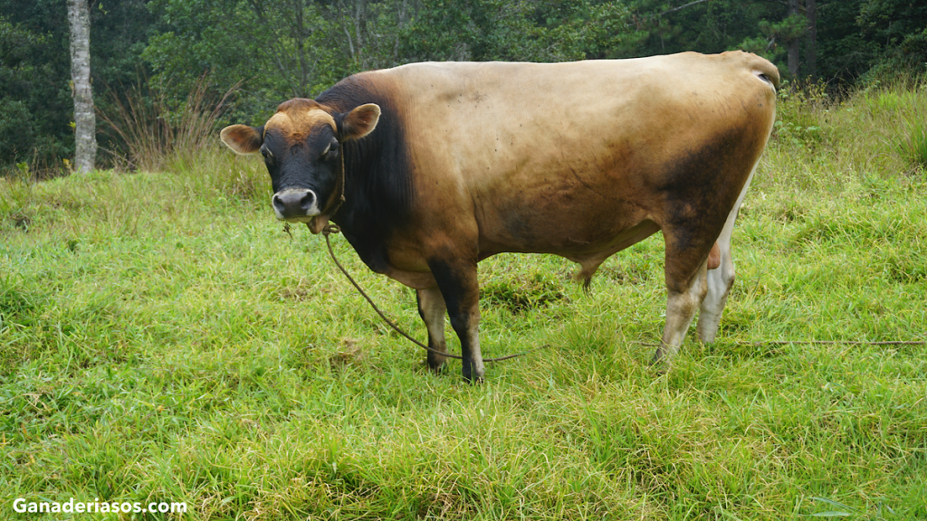 SUELO SALUDABLE SIGNIFICA GANADO&nbsp;SALUDABLE