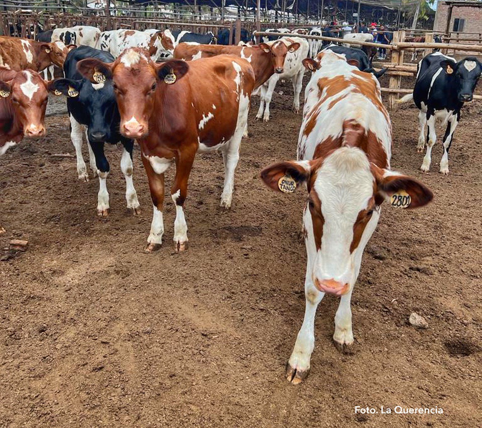 POTENCIAL DE LOS TANINOS COMO ALTERNATIVA A LOS ANTIBIÓTICOS EN&nbsp;RUMIANTES