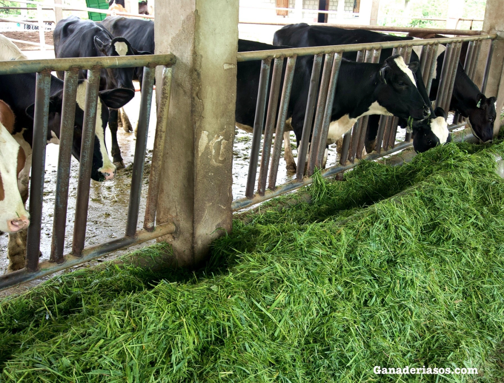 LAS VENTAJAS DEL EMPUJE AUTOMATIZADO DE ALIMENTOS PARA LAS&nbsp;VACAS
