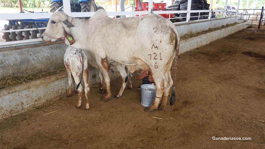 CRÍA DE TERNERAS LECHERAS: ¿SEPARACIÓN INMEDIATA O TARDÍA TRAS EL&nbsp;PARTO?