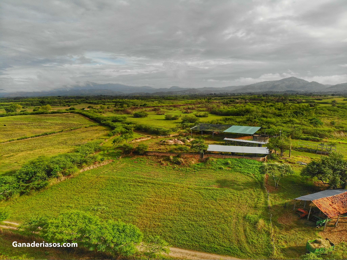 MANEJO DEL CLIMA CÁLIDO EN SISTEMAS DE PASTOREO