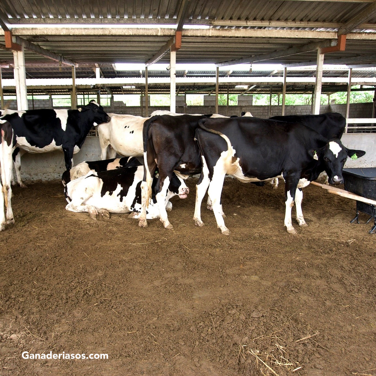 LEVADURAS VIVAS EN LA RACIÓN DE LAS VACAS PARA SOPORTAR EL ESTRÉS TÉRMICO