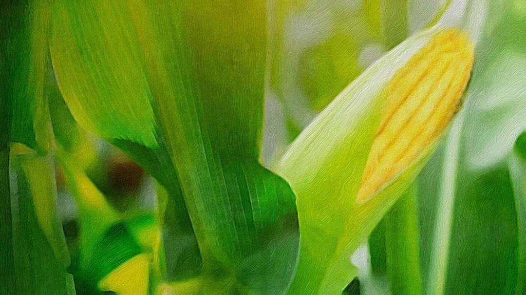 ¿TIENEN LAS VACAS REQUISITOS DE&nbsp;ALMIDÓN?