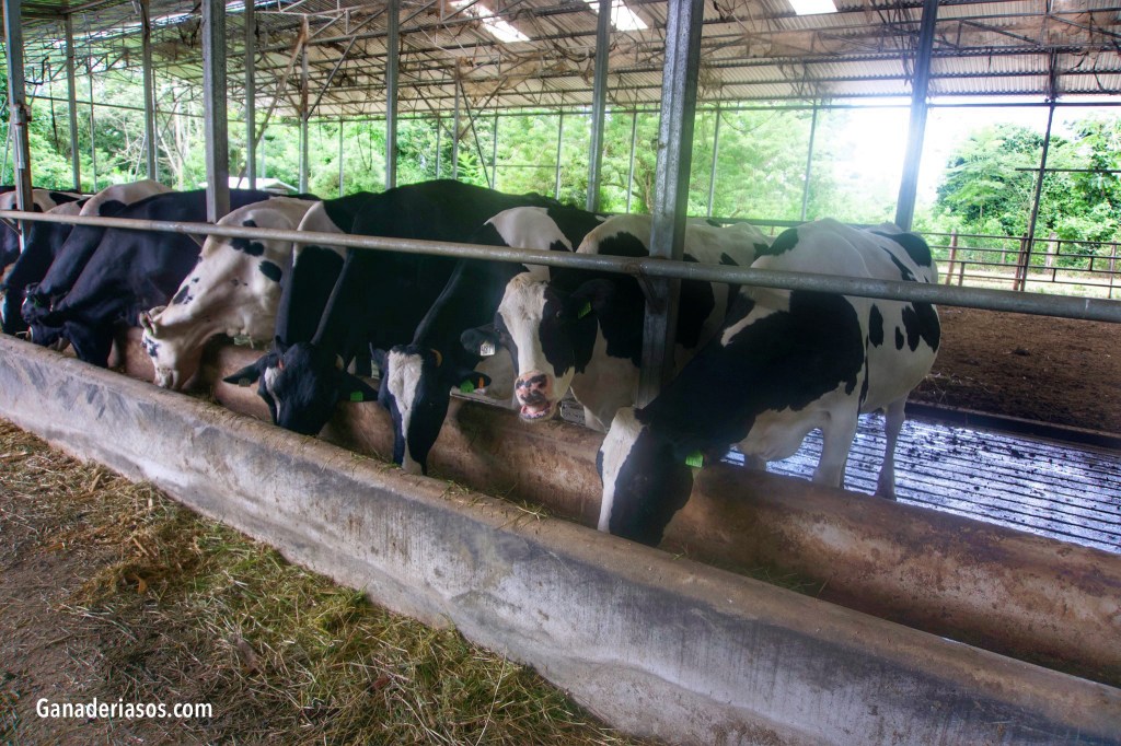 EL FLEMÓN INTERDIGITAL