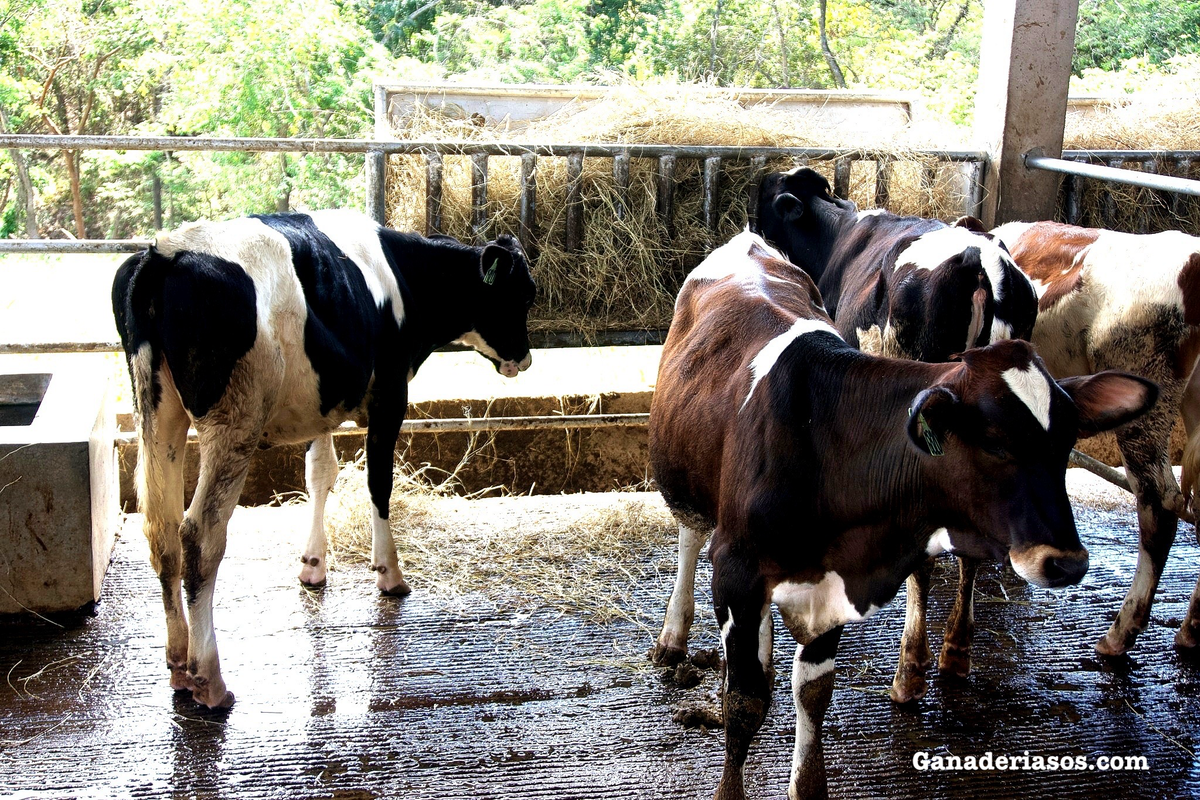 ¿CONOCES SOBRE MYCOPLASMA BOVIS?