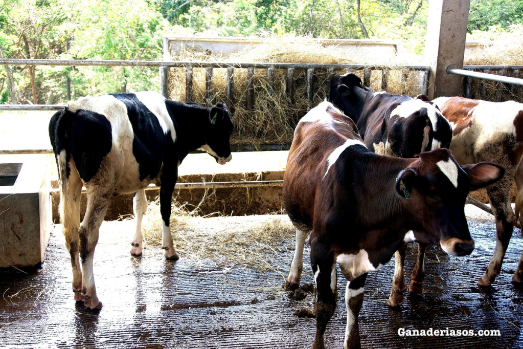 ¿CONOCES SOBRE MYCOPLASMA&nbsp;BOVIS?