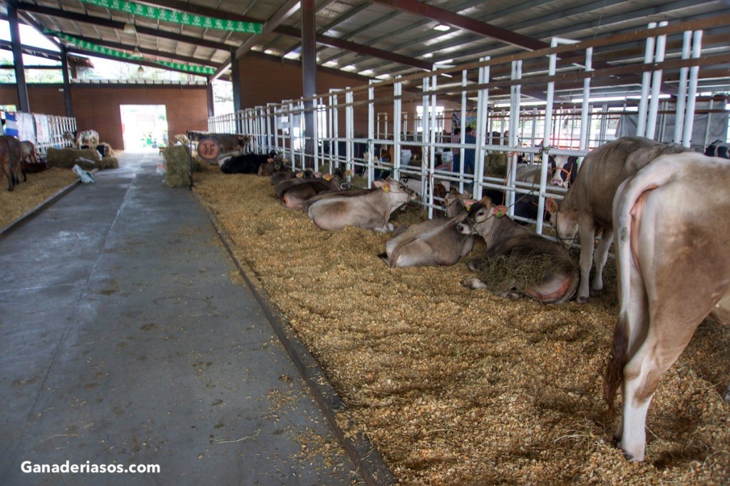 USO EFICIENTE DE LA PROTEÍNA EN LA DIETA DE VACAS&nbsp;LECHERAS
