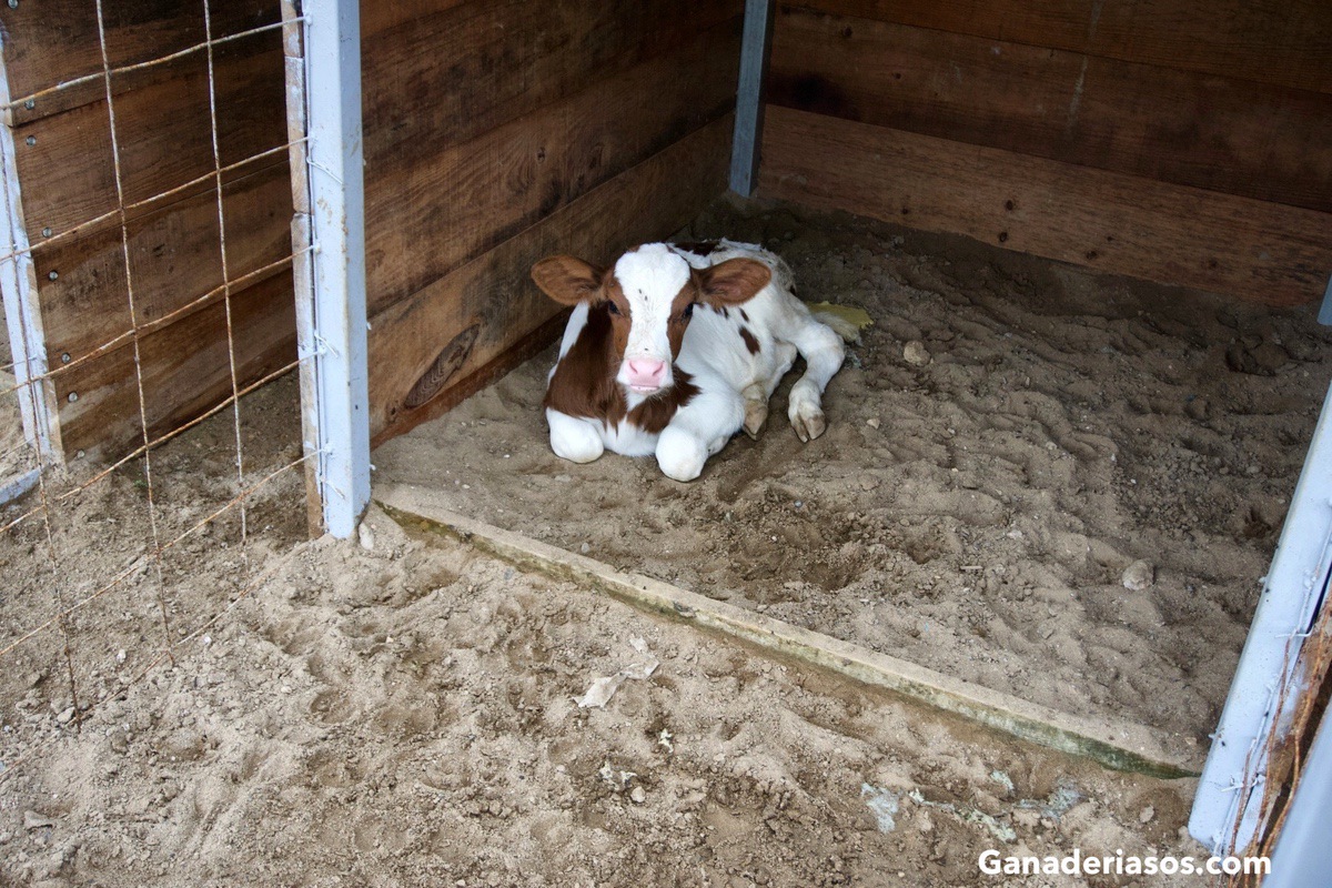 EL ETERNO DILEMA DE RECRIAR O NO LOS MACHOS