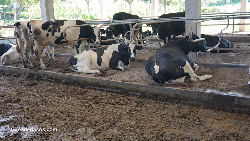 CUIDAR Y GESTIONAR VACAS LECHERAS RECIÉN PARADIDAS – PARTE&nbsp;1