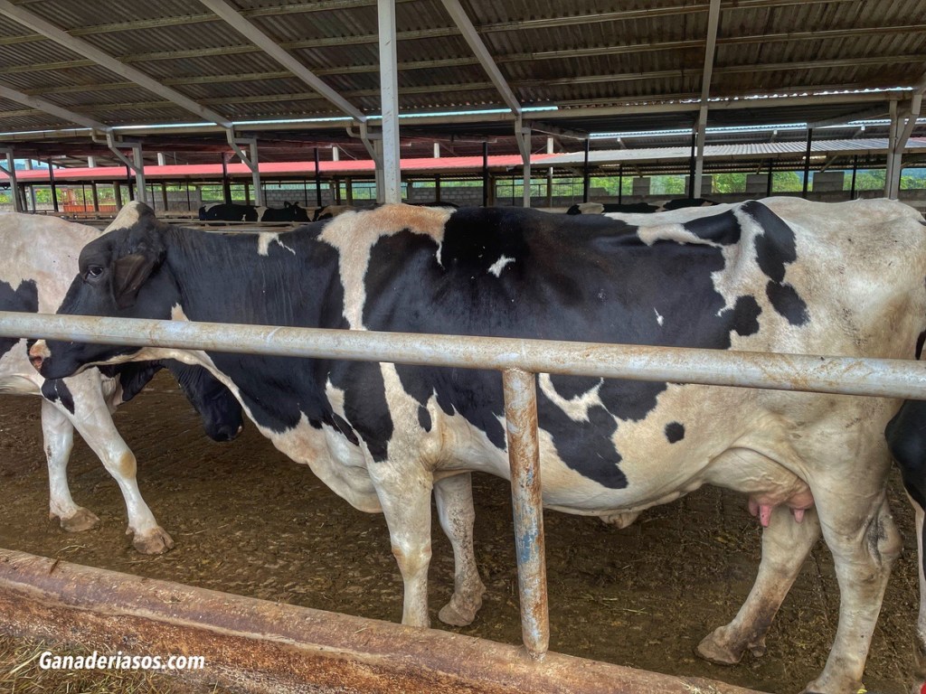 EFECTO DE LA SUPLEMENTACIÓN CON MICROMINERALES INYECTABLES EN LA REPRODUCCIÓN EN LA&nbsp;VACA