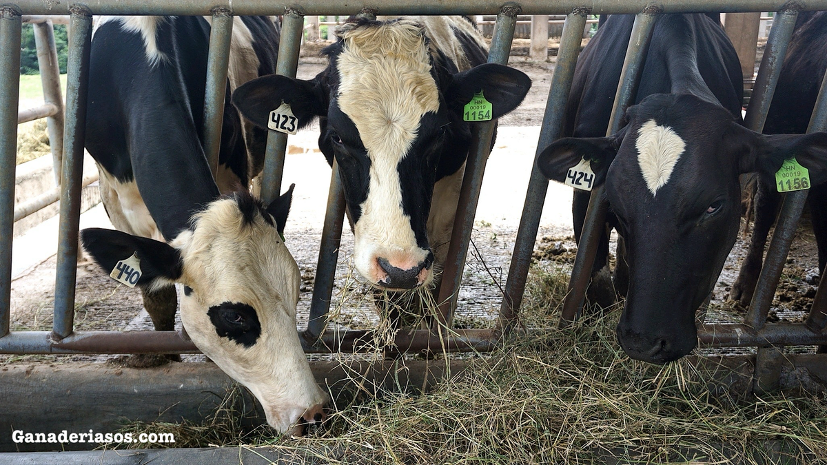 LA VITAMINA D EN LA SALUD Y EN LAS PATOLOGÍAS DEL BOVINO: UN ENFOQUE NO CLÁSICO