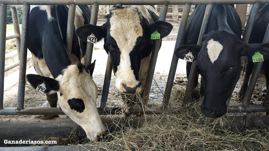 LA VITAMINA D EN LA SALUD Y EN LAS PATOLOGÍAS DEL BOVINO: UN ENFOQUE NO&nbsp;CLÁSICO